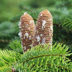 Abies nordmanniana