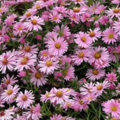 Aster woods pink