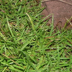 Eremochloa ophiuroides